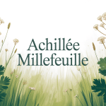 Achillée millefeuille confusion illustration botanique moderne